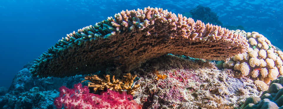 QYSEA FIFISH P3 Underwater Robot