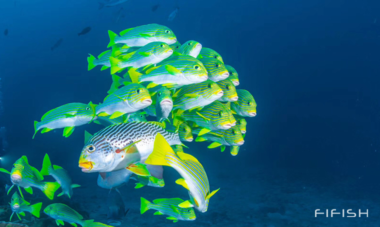 Vibrant Fishes of the Tropics