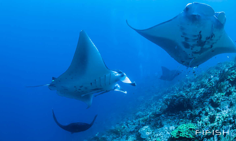 Majestic Manta Rays