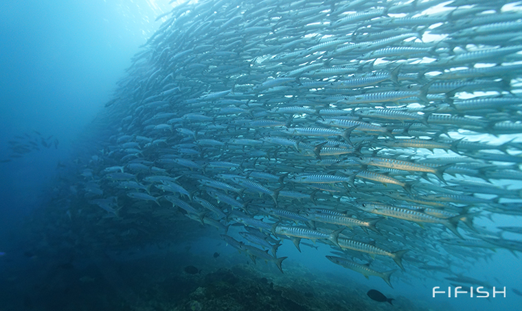 School of Fish