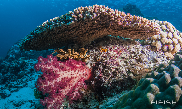 Beautiful Coral Reefs