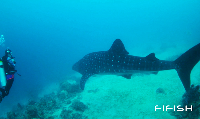 Majestic Whale Shark