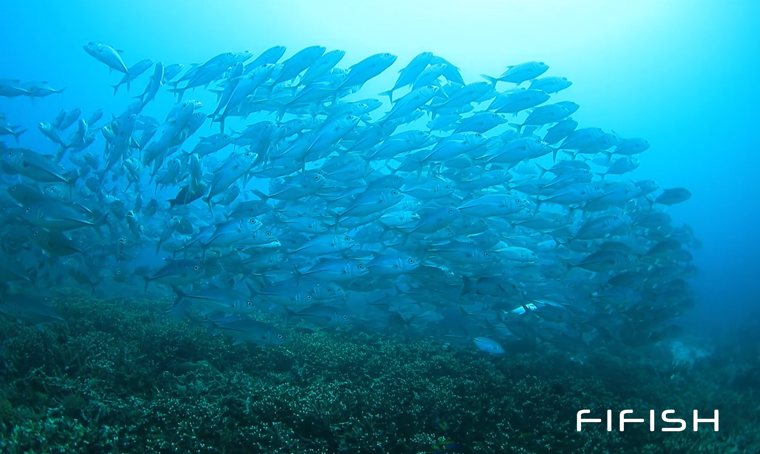 School of Fish